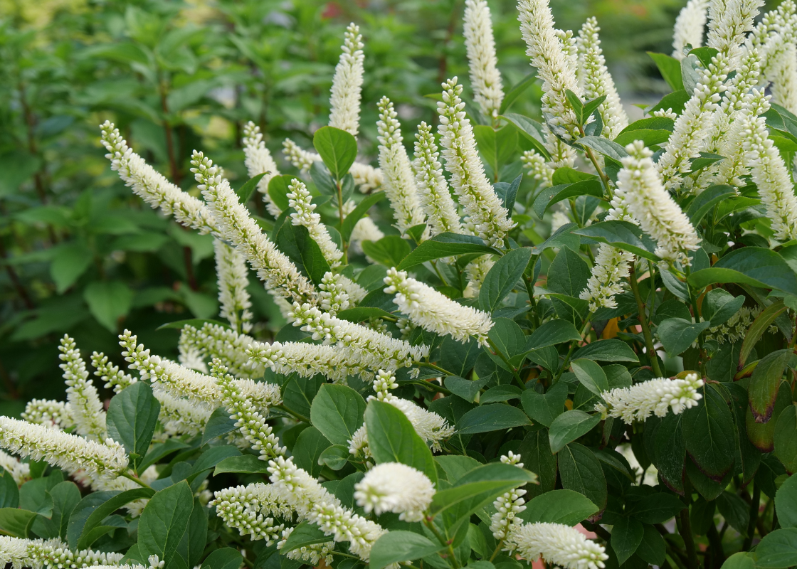 Close up image of beautiful white Itea flowers in a shade garden