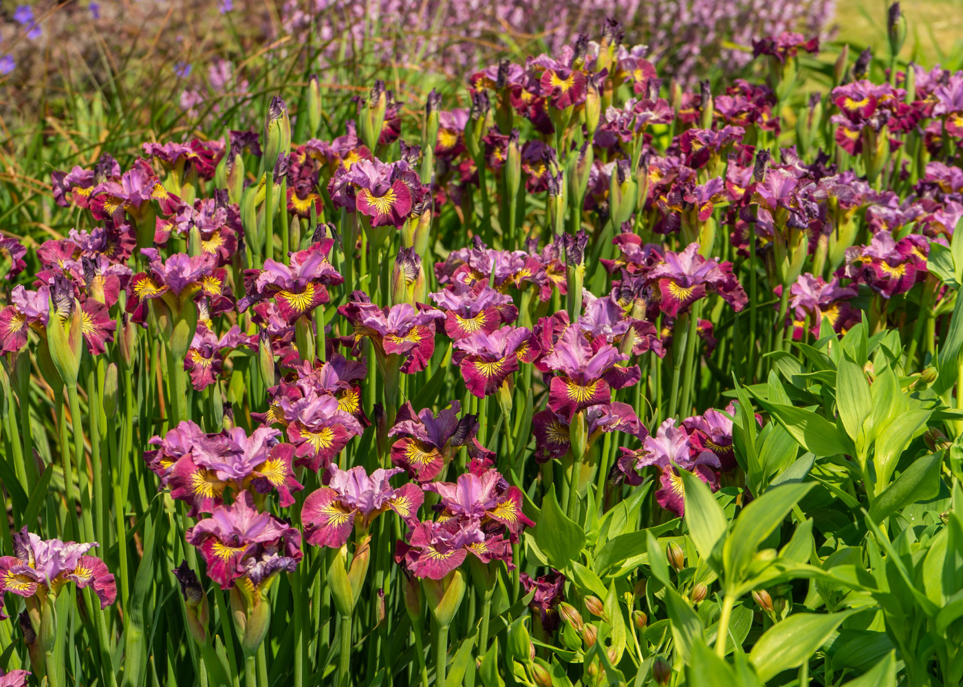 Sunny garden full of pink iris flowers