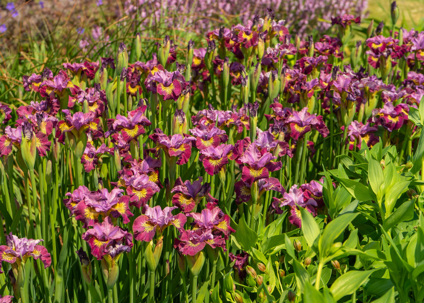 purple iris flowers