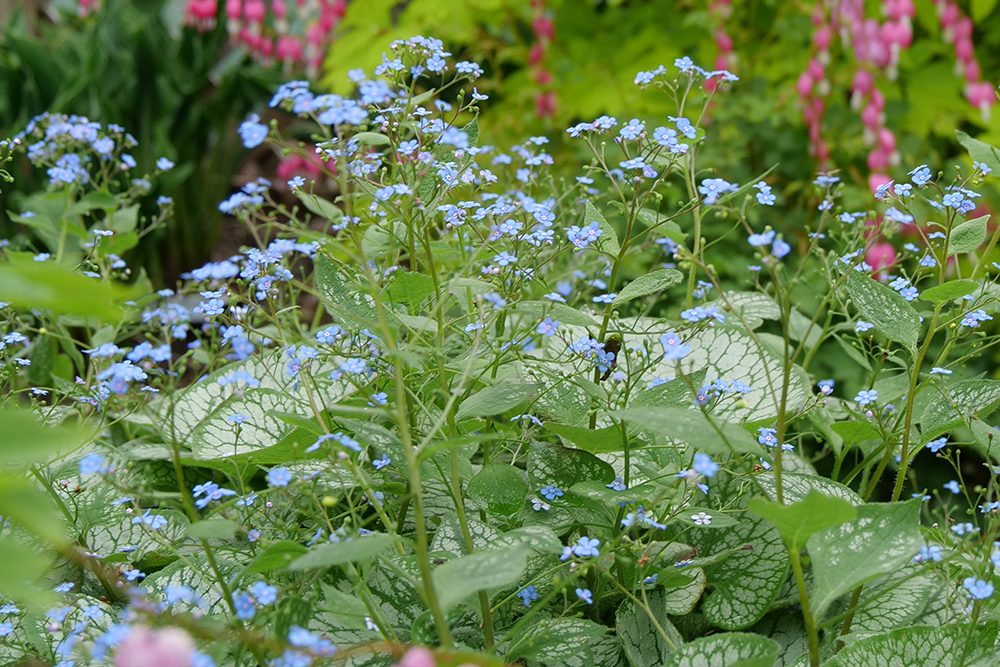 blue bugloss flowers