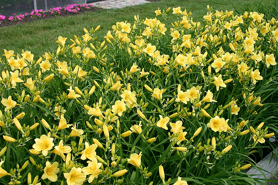 yellow daylily flowers in the garden