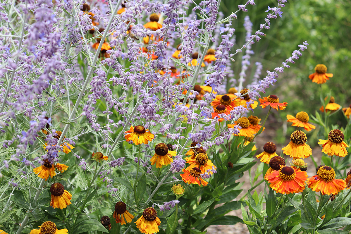 Summer Blooming Plants