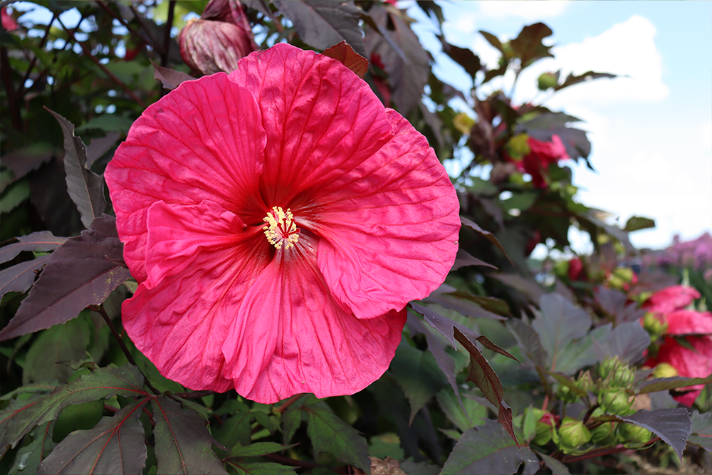 Up close image of pink perennial hibiscus flower
