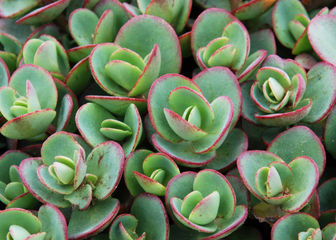 Image en gros plan du feuillage succulent du sedum Sunsparkler