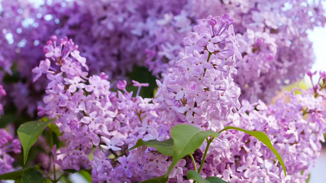 All Fragrant Plants
