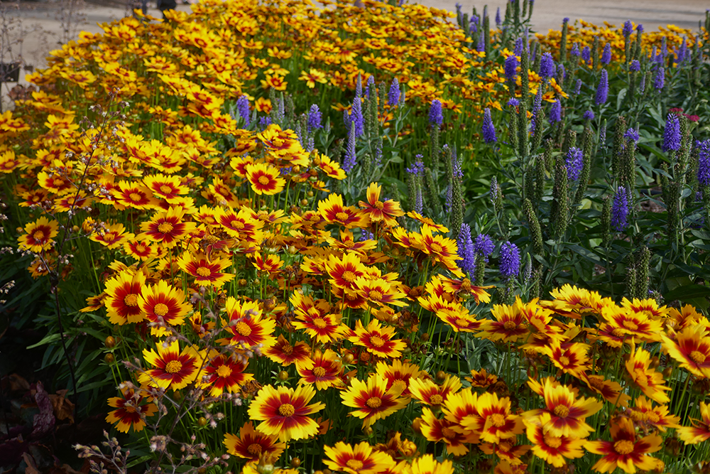 Gold tickseed flowers in a sunny garden