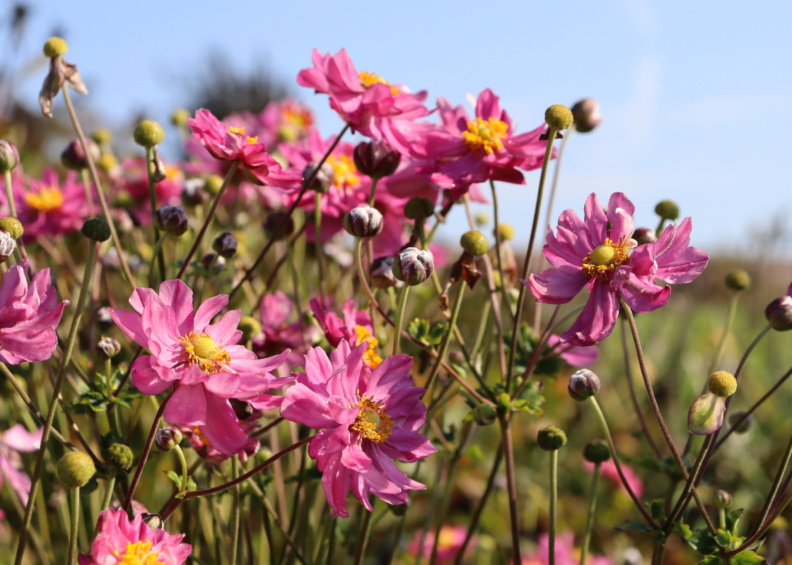 Bright pink Japanese anemone flowers shining in a sunny garden