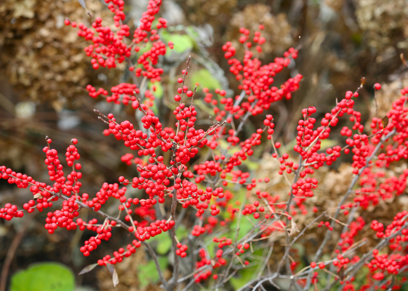 Bright red berries against a fall landscape