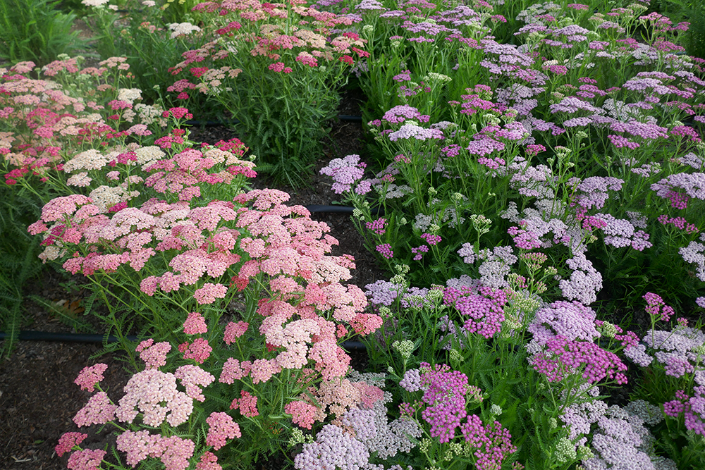 Yarrow