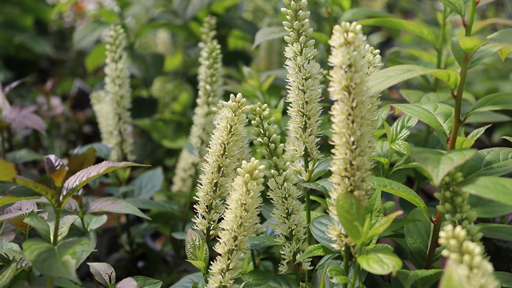 Close up shot of fizzy flower spikes from sweetspire