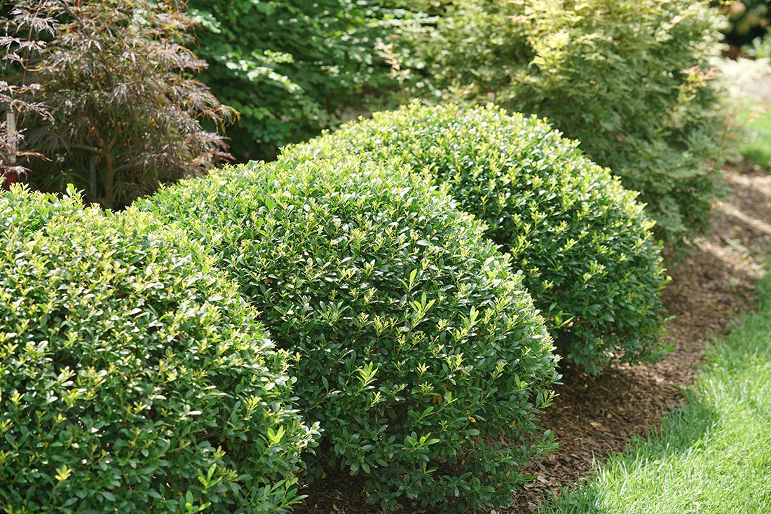 Evergreen Shrubs & Trees For Sale