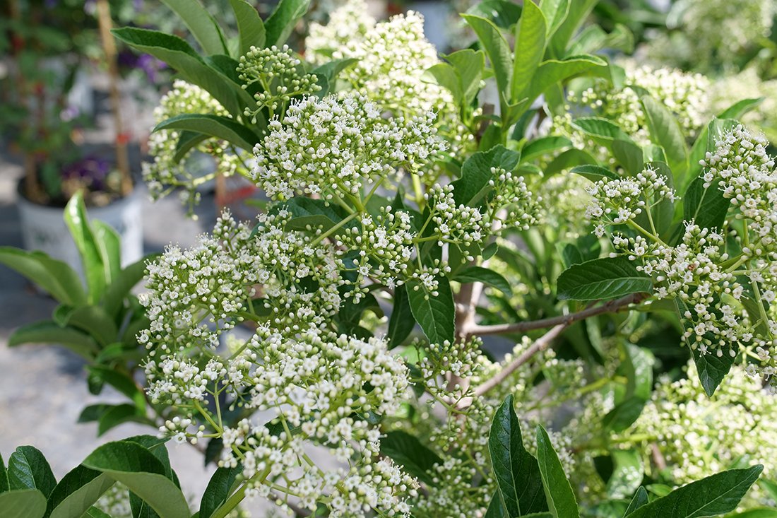 Close up image of white viburnum flowers