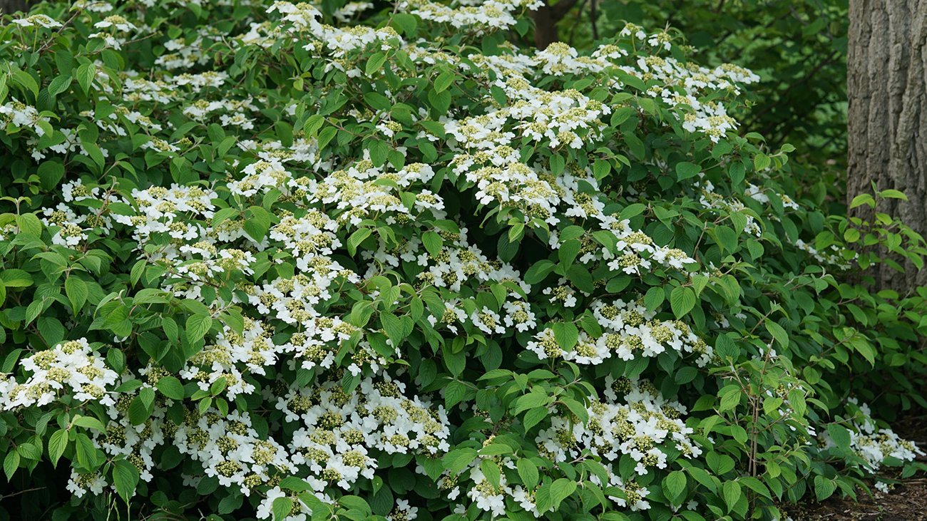 White flowers on Viburnum shrub