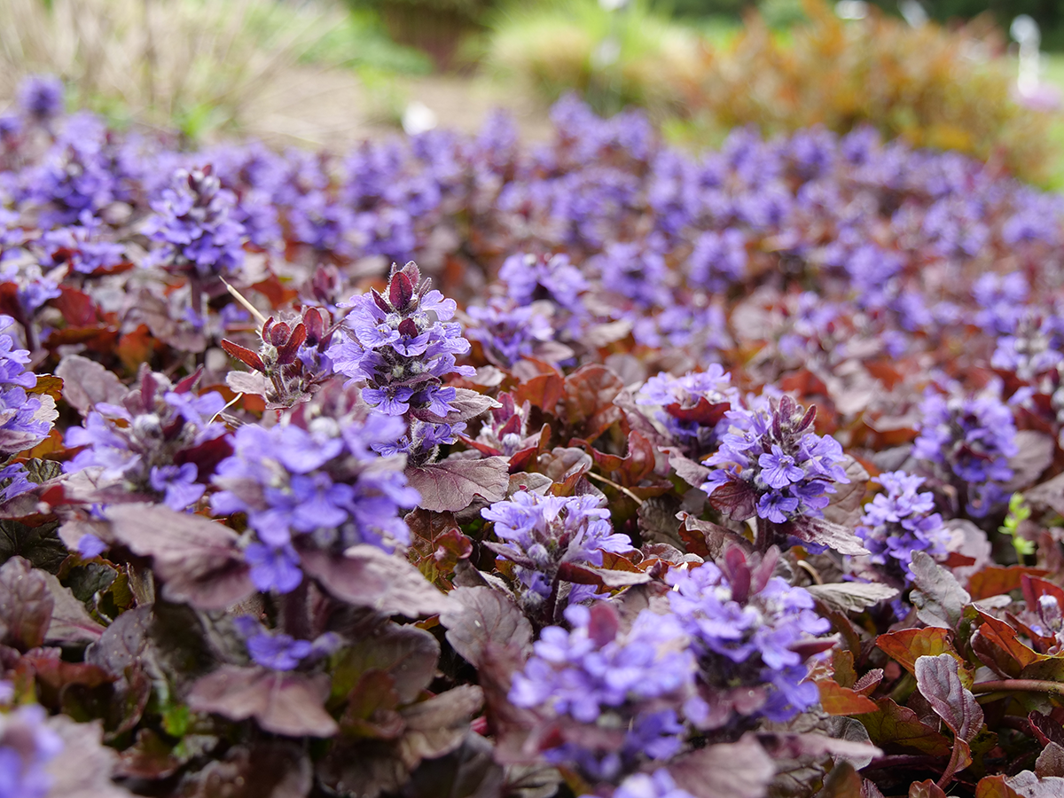 purple flowers from bugleweed ground cover
