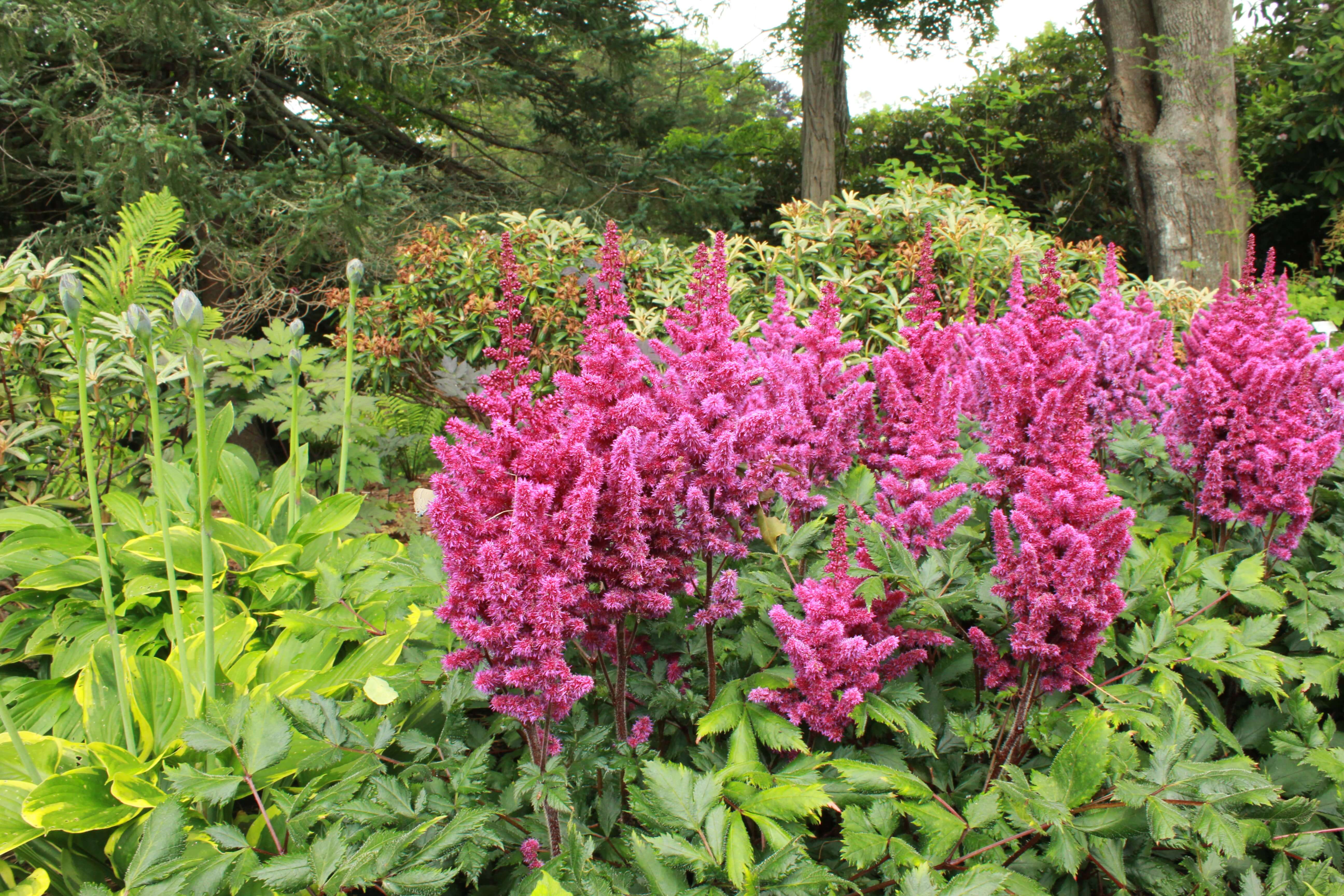 the good news: once you understand which perennials love the rain, you can grow a vibrant, resilient garden that blooms beautifully year after year with far less effort and disappointment.