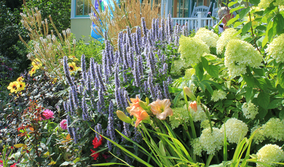 Blue agastache planted with limelight hydrangea in a sunny garden bed