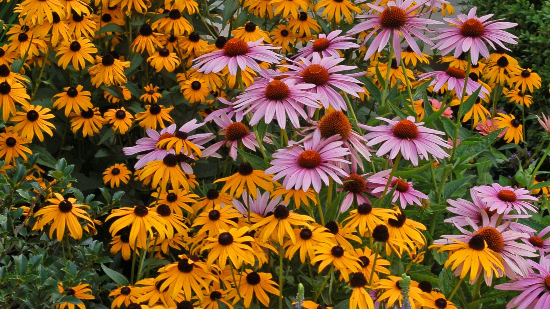 Best selling colorful perennials