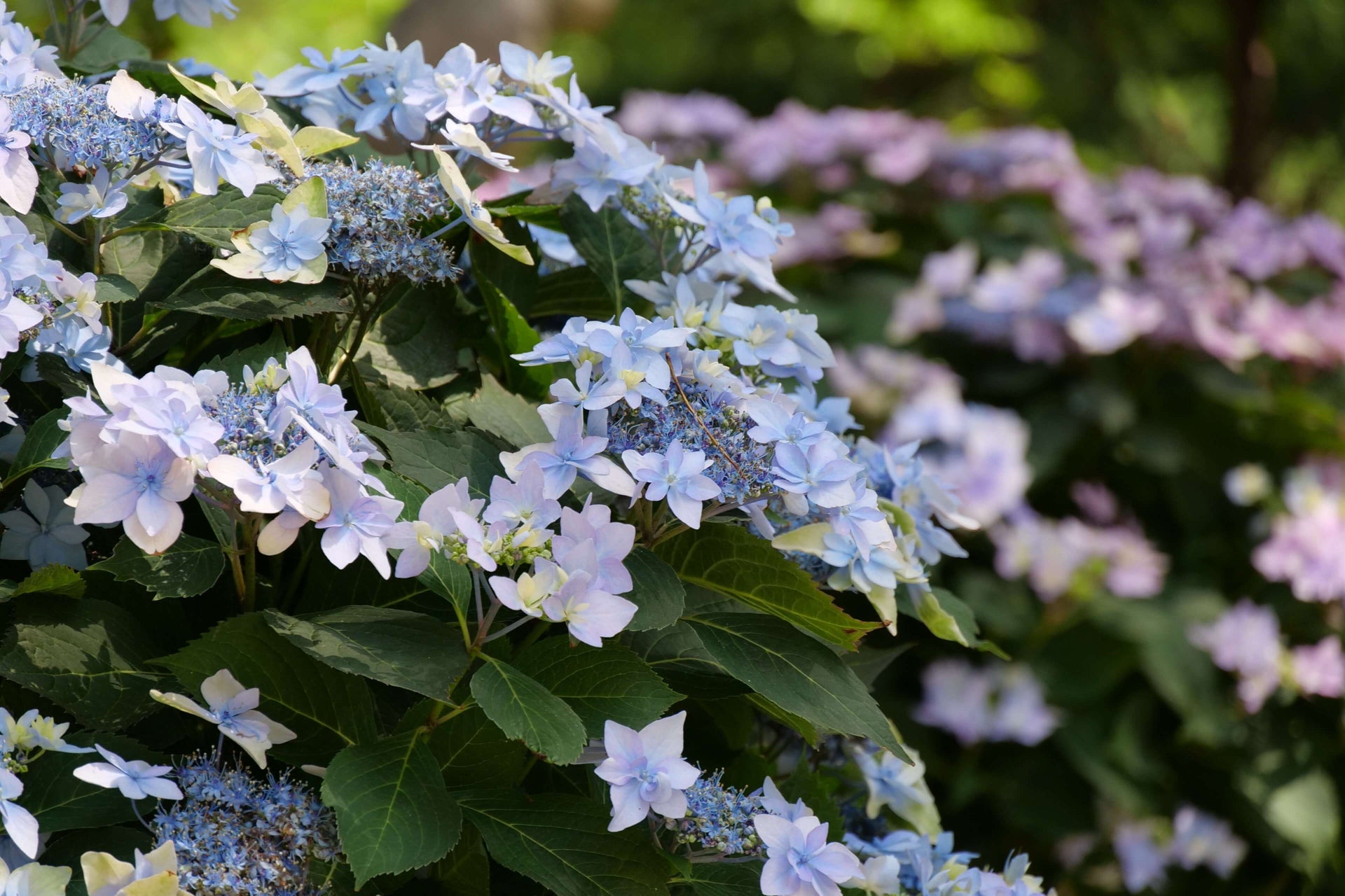 Tuff Stuff™ Hydrangeas