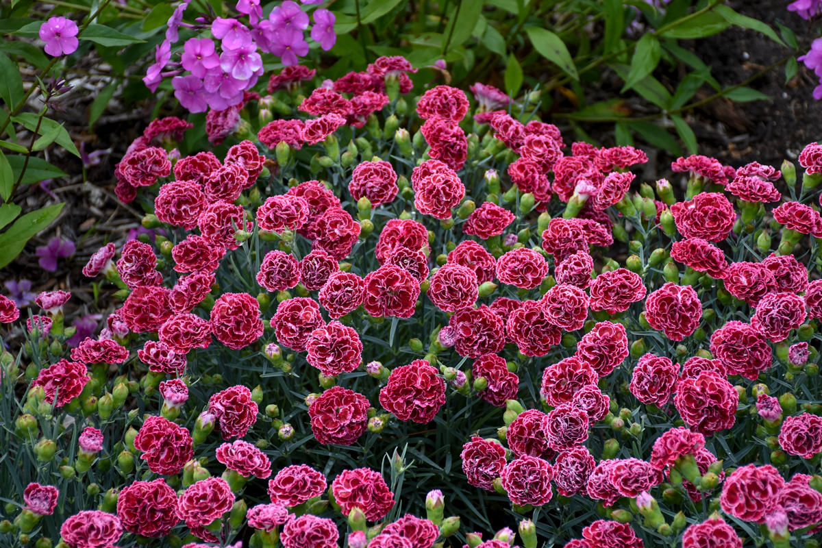 Pink dianthus flowers in the garden