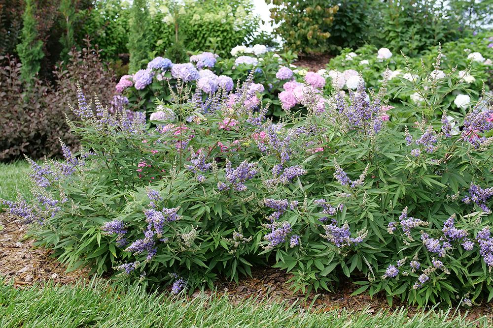 Rock steady chaste tree purple blooms in the garden