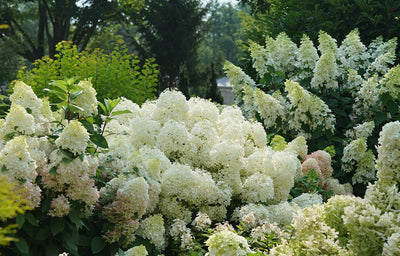 White hydrangea shrubs in a sunny garden