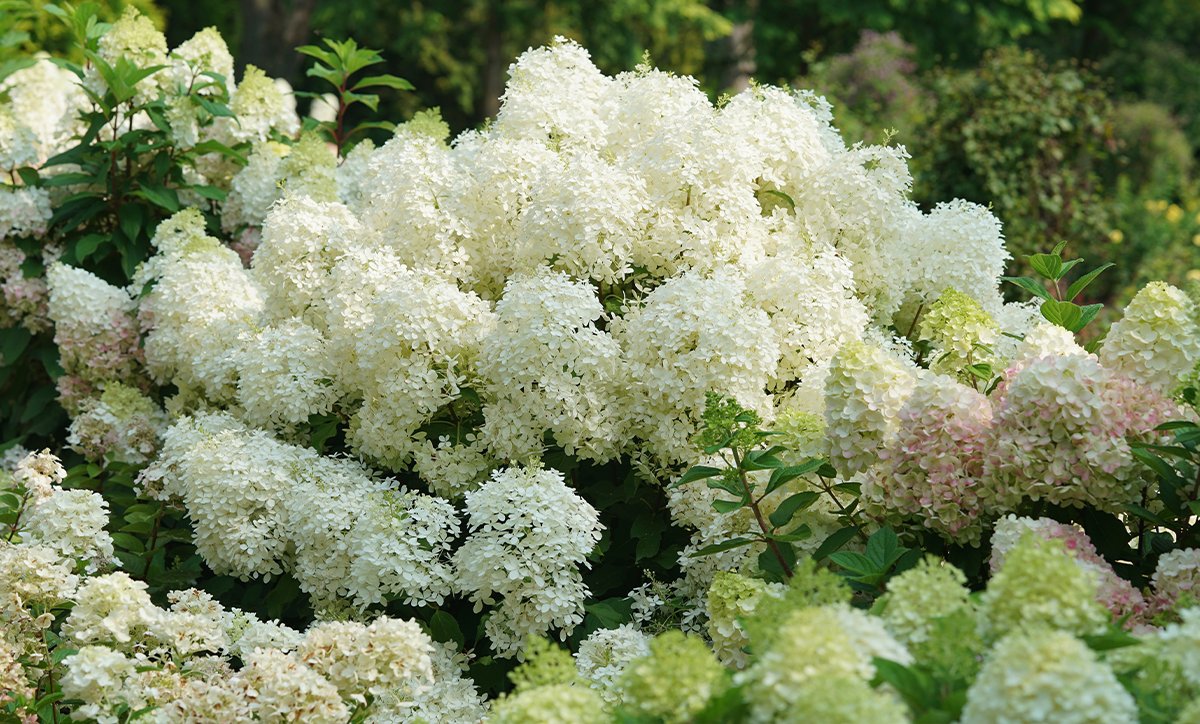 White hydrangea shrub