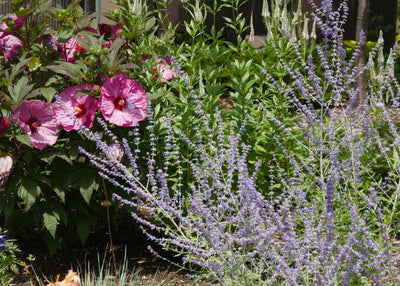Pink hibiscus planted with Russian sage