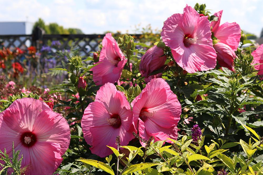 Pink rose of sharon hibiscus flowers