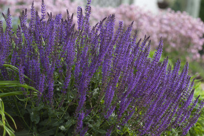 purple flower spikes in the garden