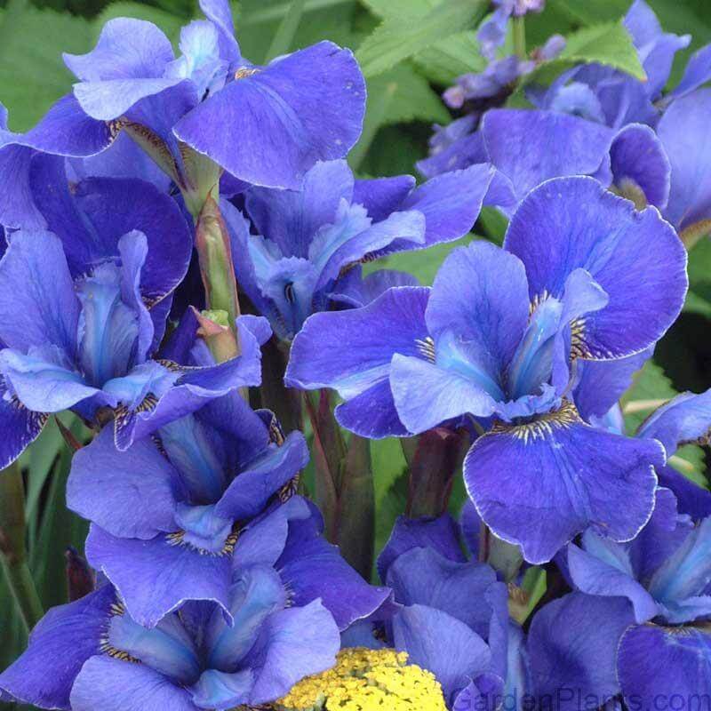 Perennials Siberian Iris