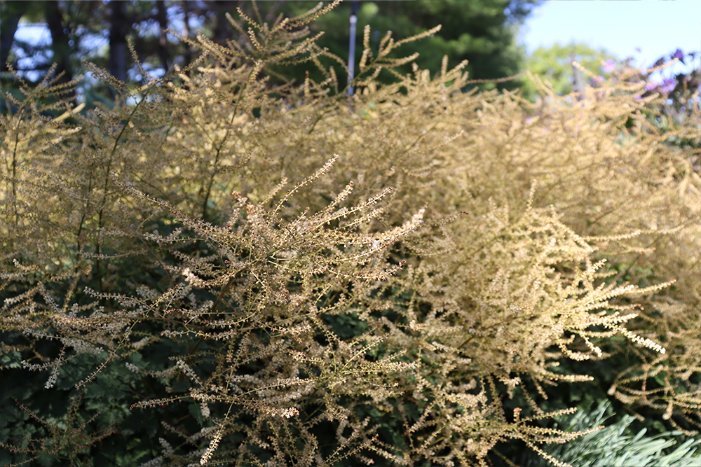 white goatsbeard flower spikes