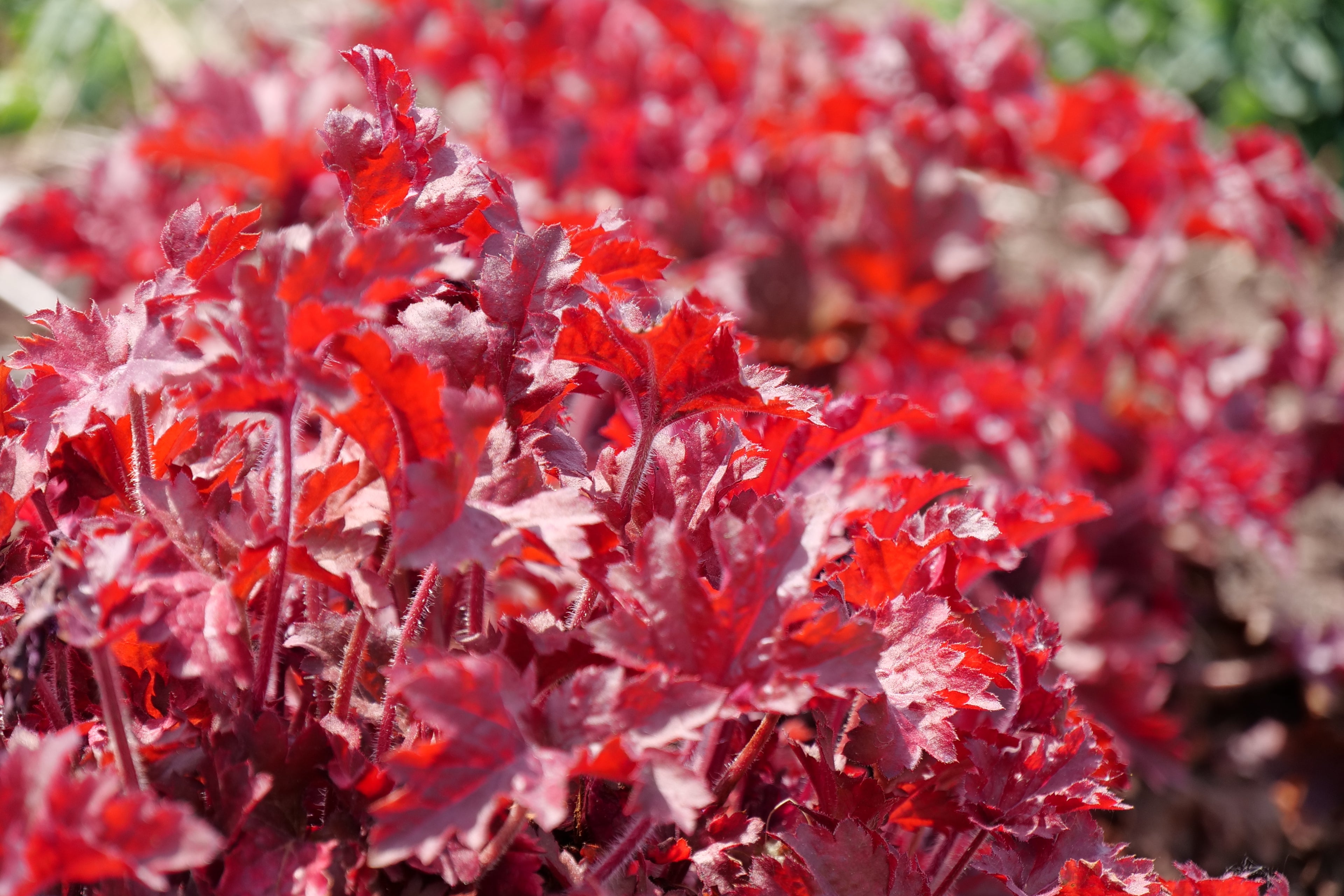 Dolce® Coral Bells Great Garden Plants