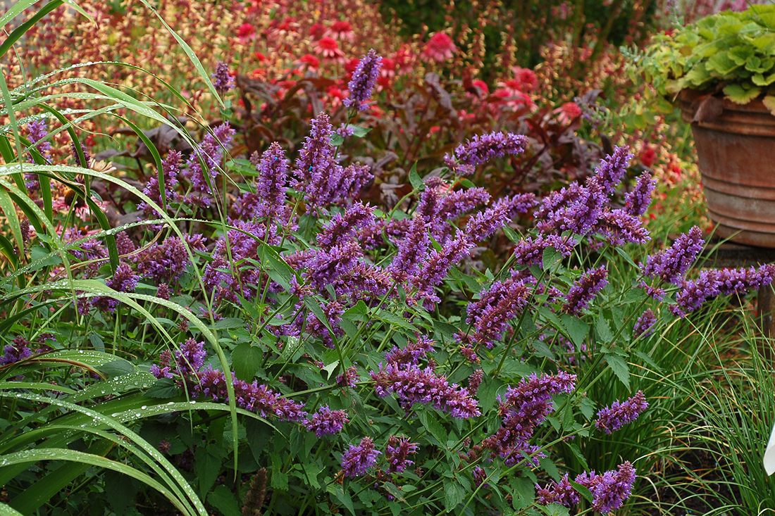 Purple hummingbird mint flowers swaying in the wind