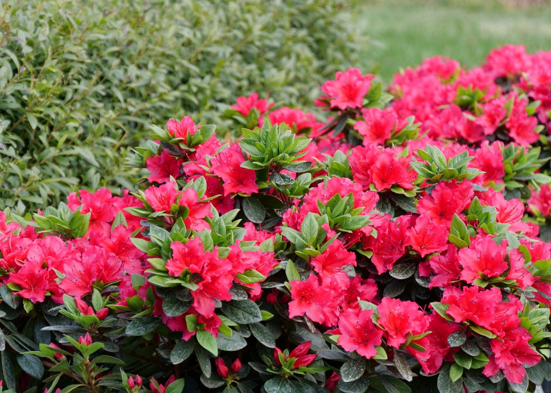 Pink azalea flowers in a southern garden