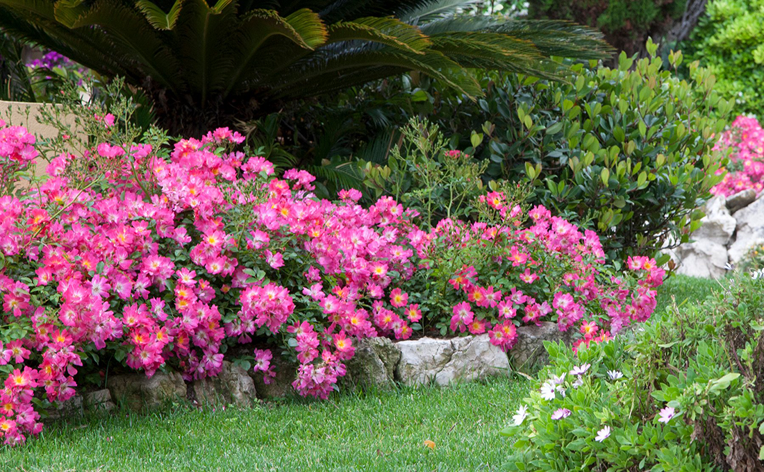 Ground Cover Roses