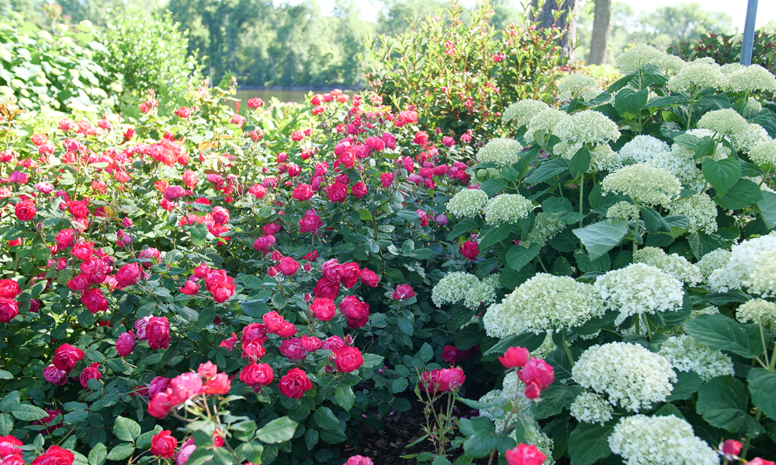White and red hydrangeas in a sunny garden