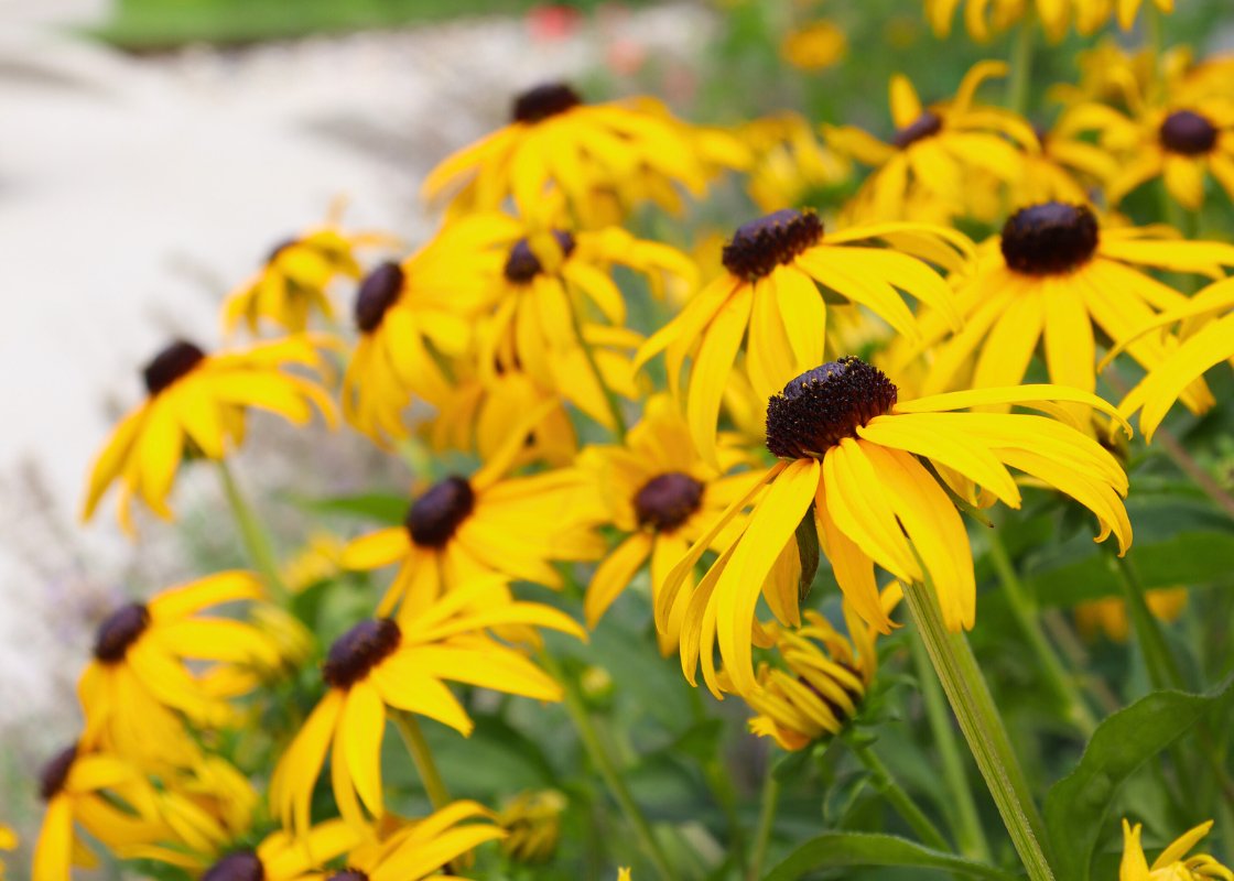 Yellow Flowers