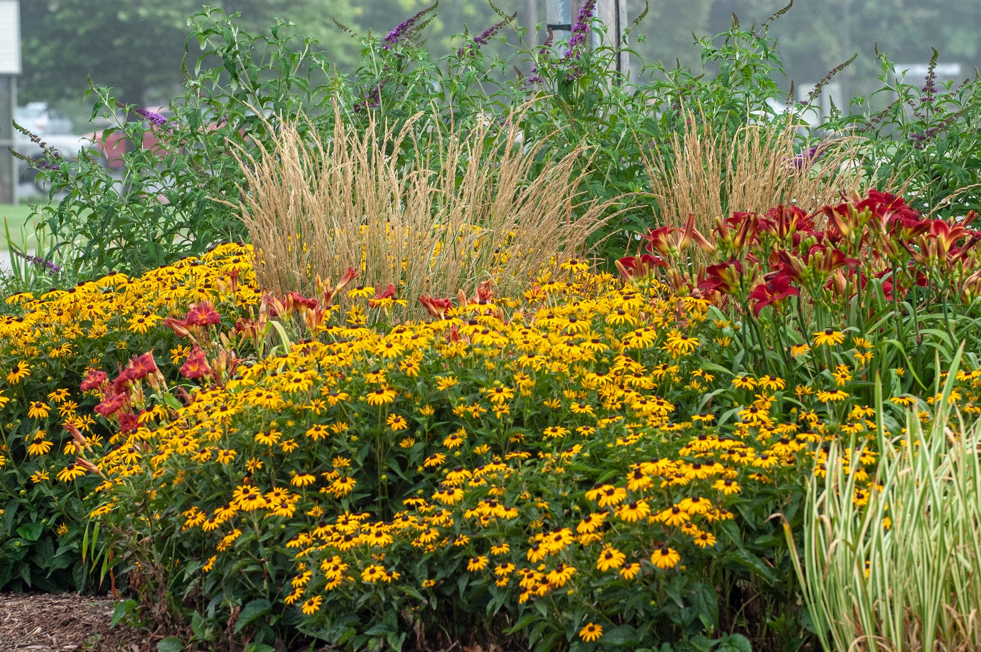 Yellow Flowers