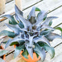 Silvery blue mangave foliage in a clay pot
