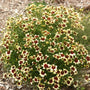 Creamy Calico Tickseed  with light yellow flowers with deep maroon center in garden.
