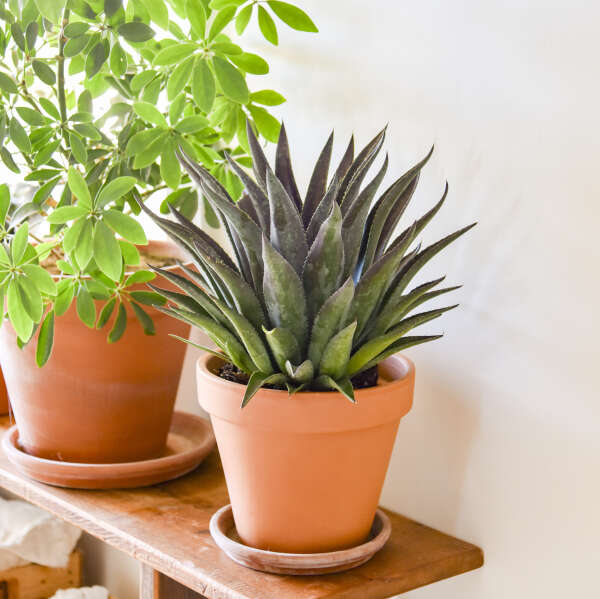 Mangave planté dans un pot en terre cuite