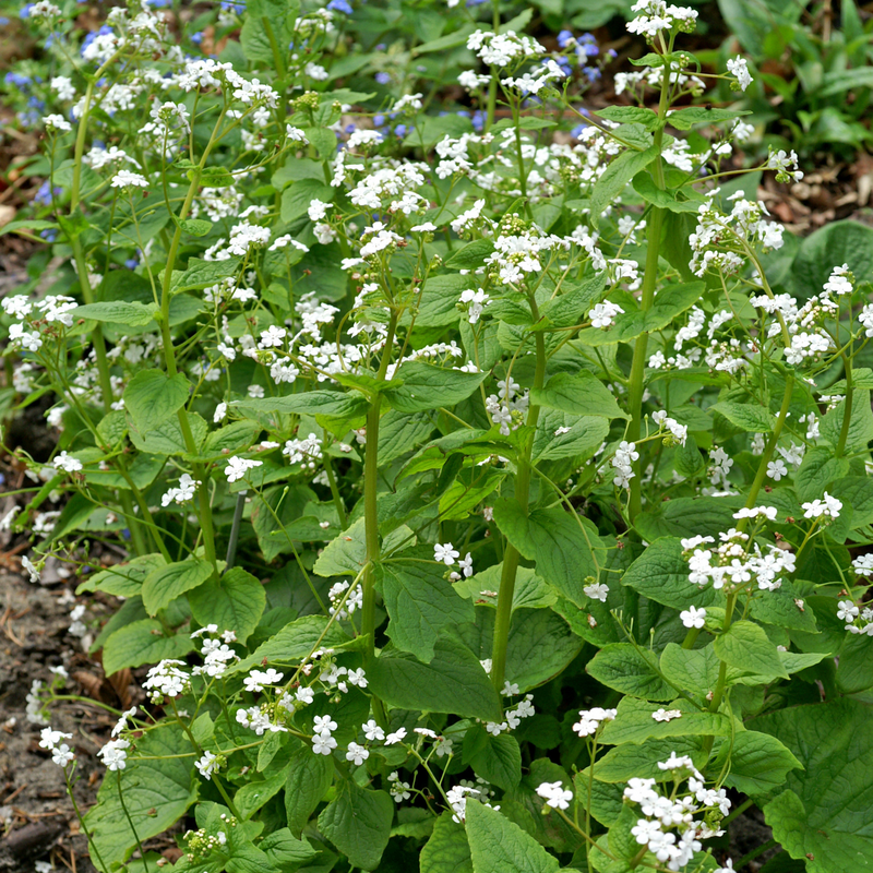 'Betty Bowring' Siberian Bugloss (Brunnera)