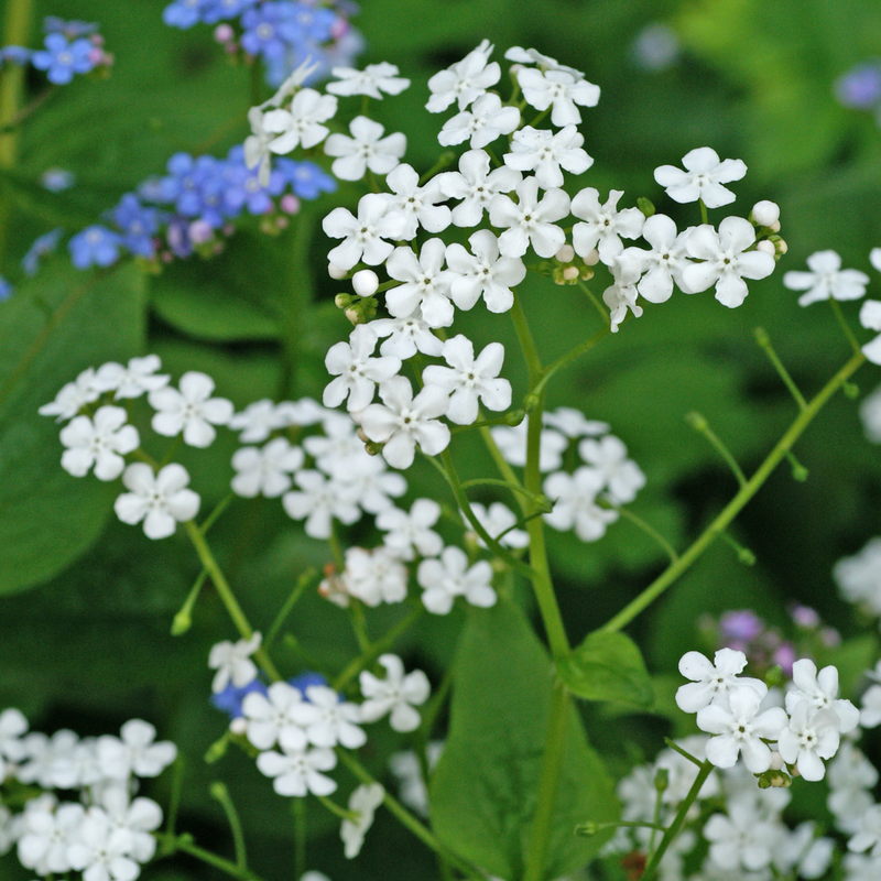 'Betty Bowring' Siberian Bugloss (Brunnera)