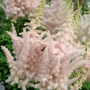 Fleurs d'astilbe 'Lait et Miel'