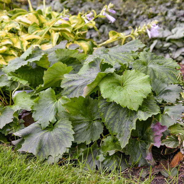 Fusion of Fire Oredenia has big green leaves.