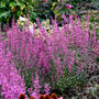 épis de fleurs roses de menthe colibri