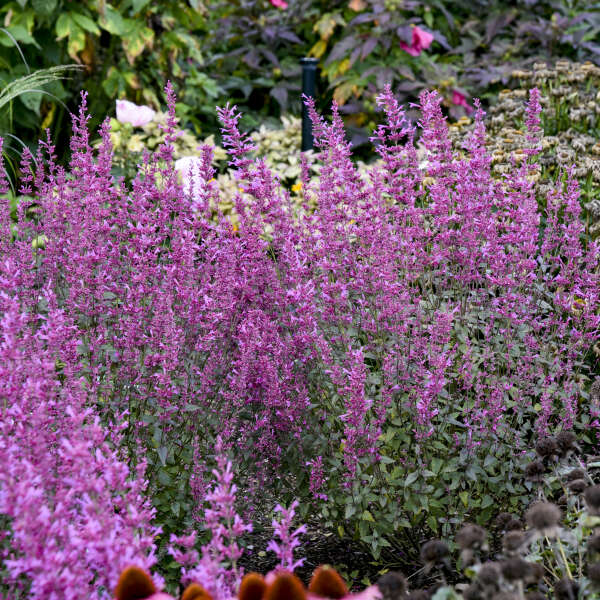 épis de fleurs roses de menthe colibri