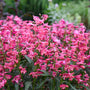 Gros plan sur les épis floraux rose vif de la langue barbue Pink Pearls.