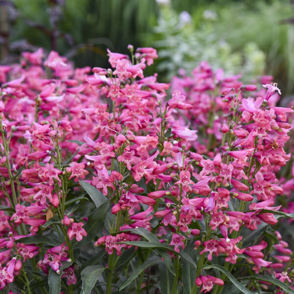 Gros plan sur les épis floraux rose vif de la langue barbue Pink Pearls.