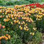 Lys du Pérou Summer Breeze dans le jardin.